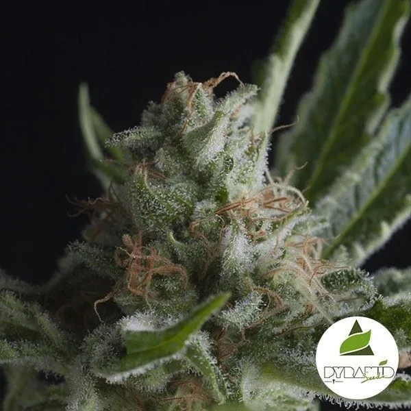 Shark CBD