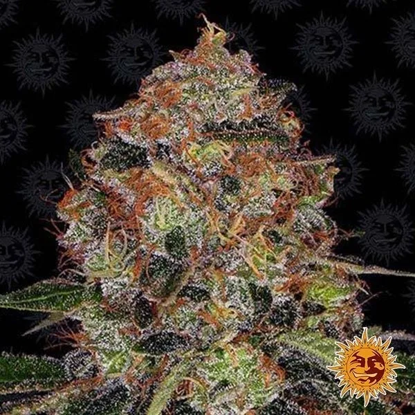 Shiskaberry