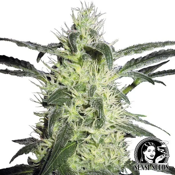 Silver Haze regular