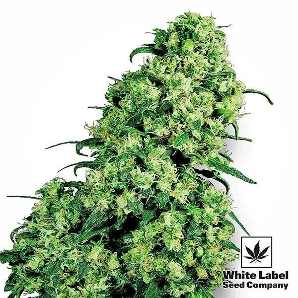 Skunk 1