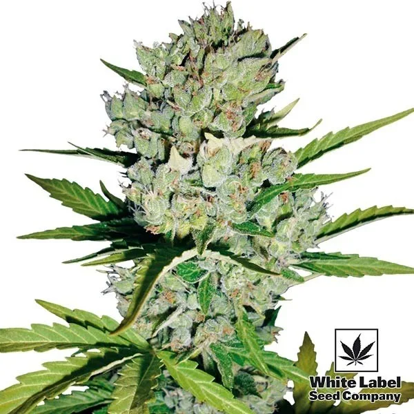 Skunk 1 Automatic