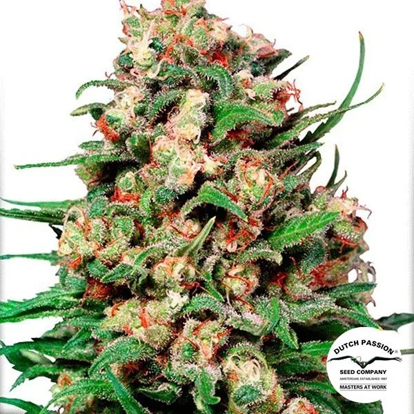 Skunk 1 regular