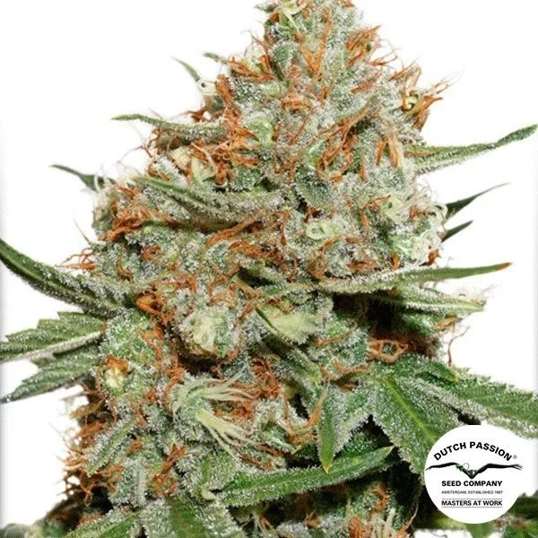 Skunk 11