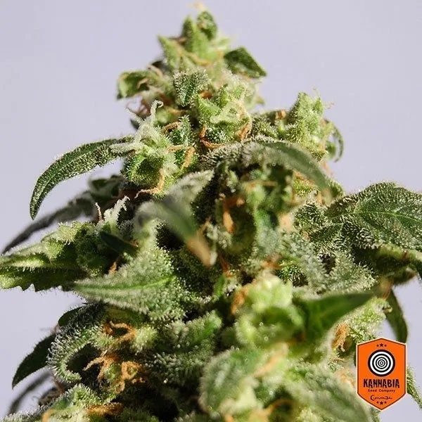 Skunk+