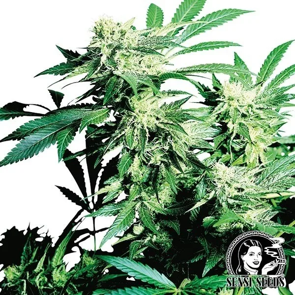 Skunk Kush regular
