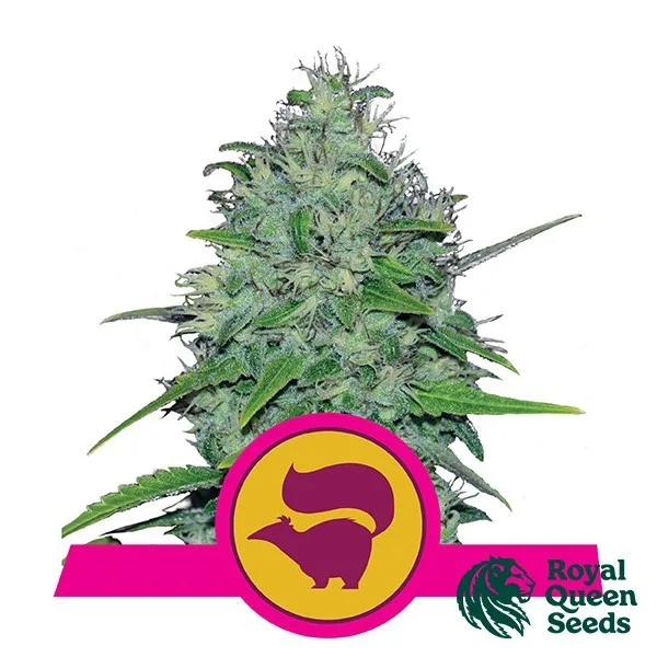 Skunk XL
