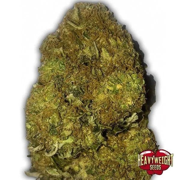 Skunky Monkey Auto