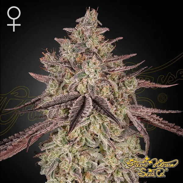 Skywalker Auto