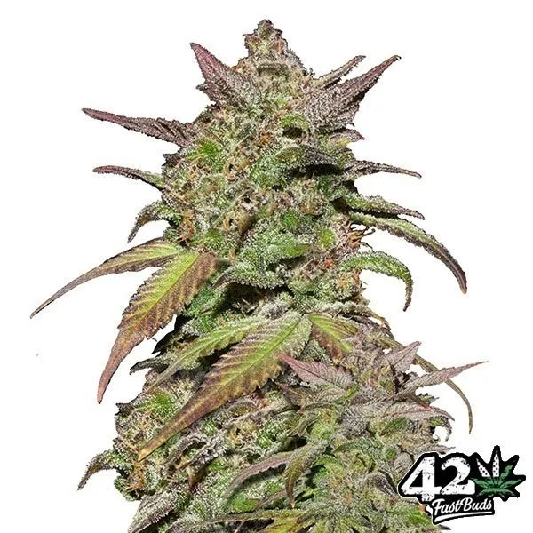 Smoothie Auto