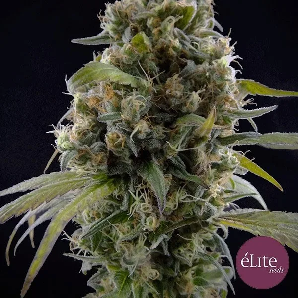 Solodiol CBD