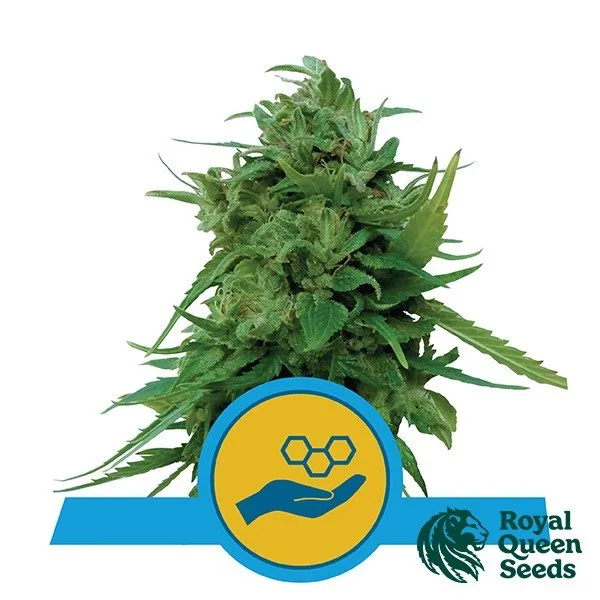 Solomatic CBD