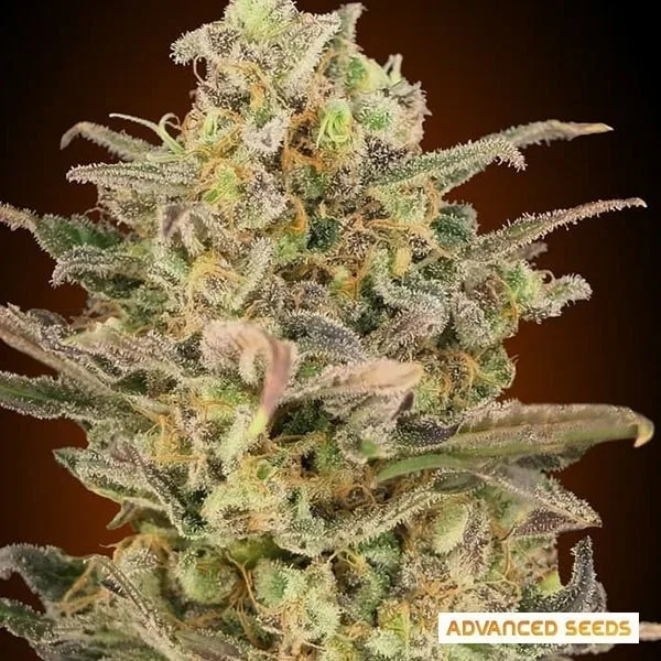 Somango Glue
