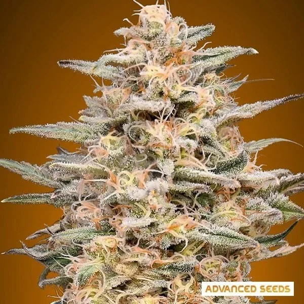Somango Widow