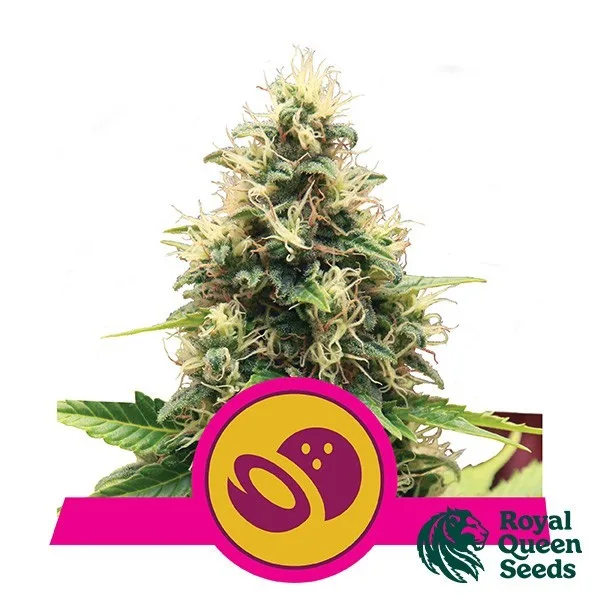 Somango XL