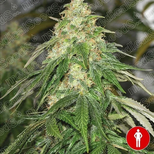 Some Sweet