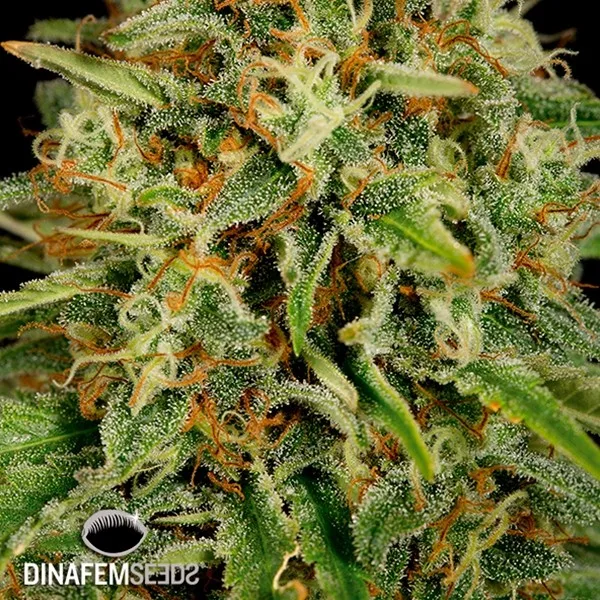 Strawberry Amnesia