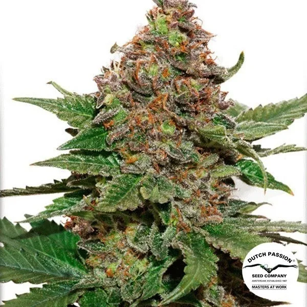 Strawberry Cough