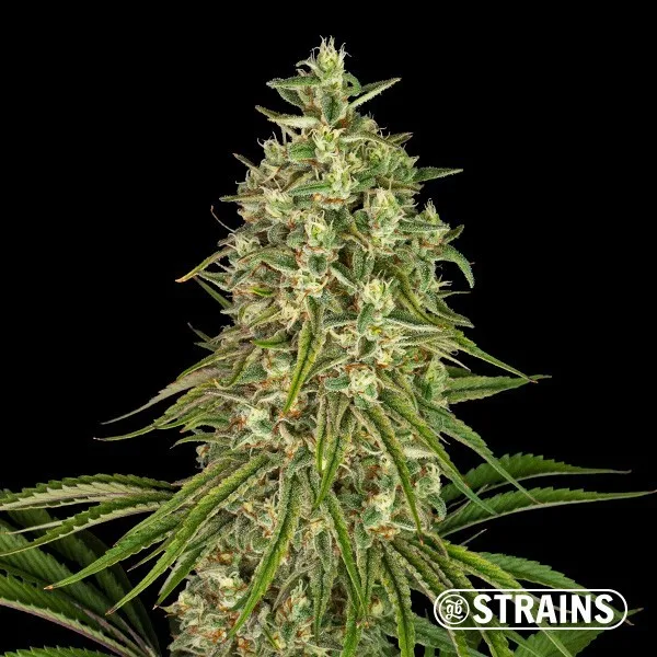 Strawberry Sugar Candy