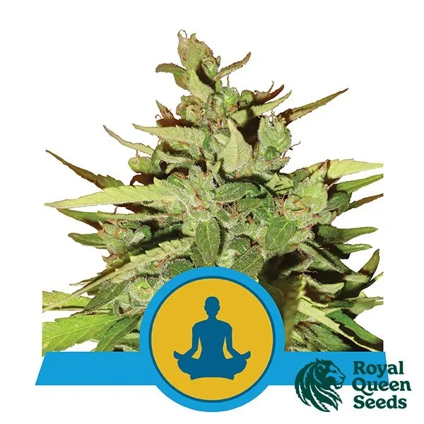 Stress Killer Auto CBD