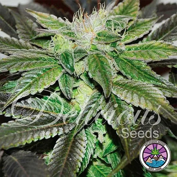 Sugar Candy