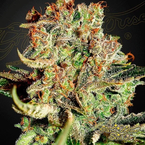 Super Bud