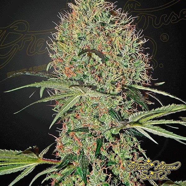 Super Bud Auto