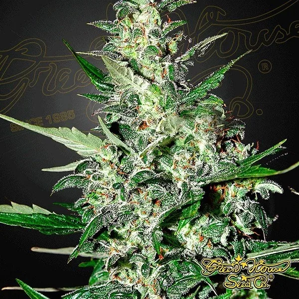 Super Critical Auto