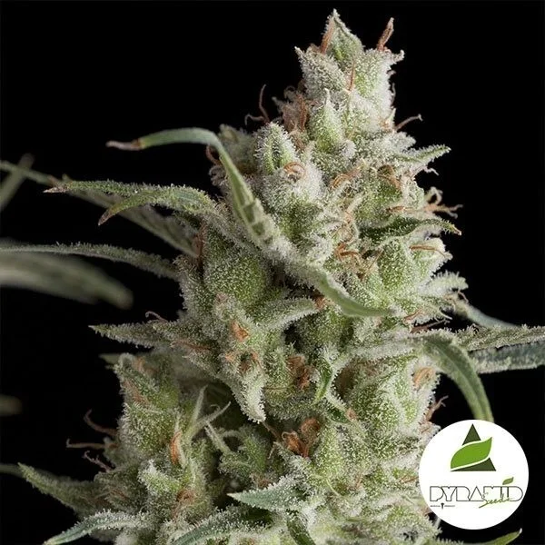 Super OG Kush