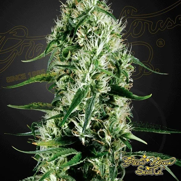 Super Silver Haze