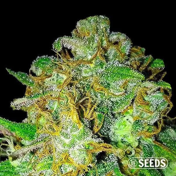 Super Skunk