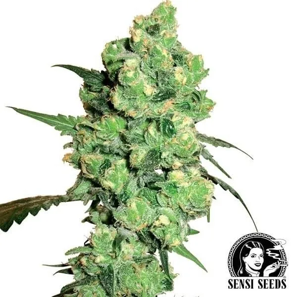 Super Skunk