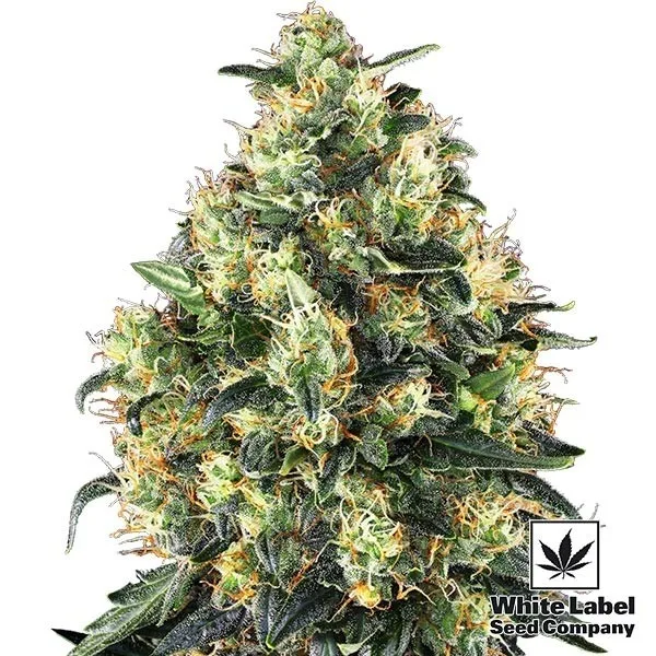 Super Skunk Automatic