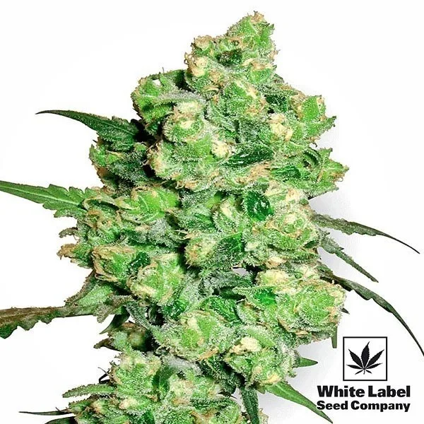 Super Skunk regular