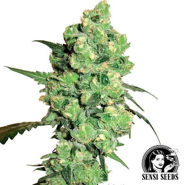 Super Skunk regular