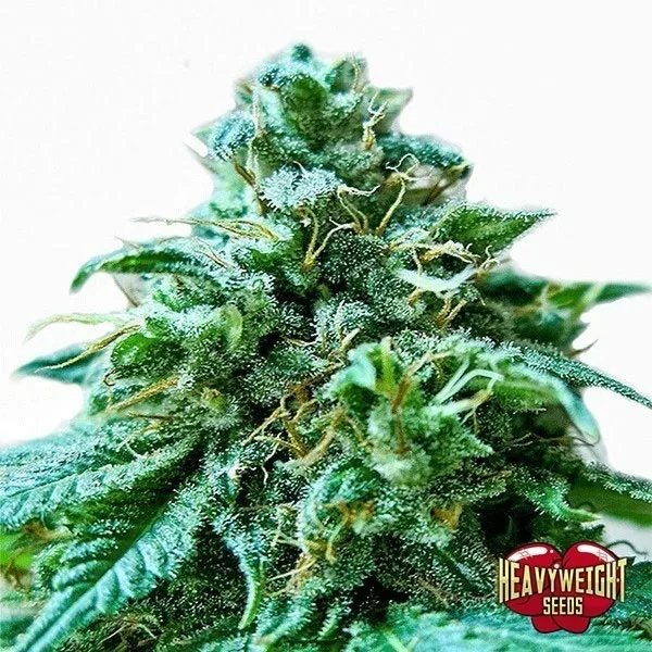 Superb OG