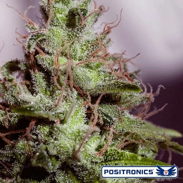 SuperCheese Express Auto