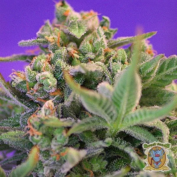 Sweet Cheese