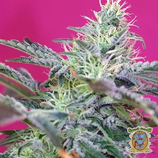 Sweet Cheese Auto