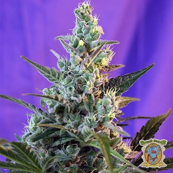 Sweet Skunk Auto