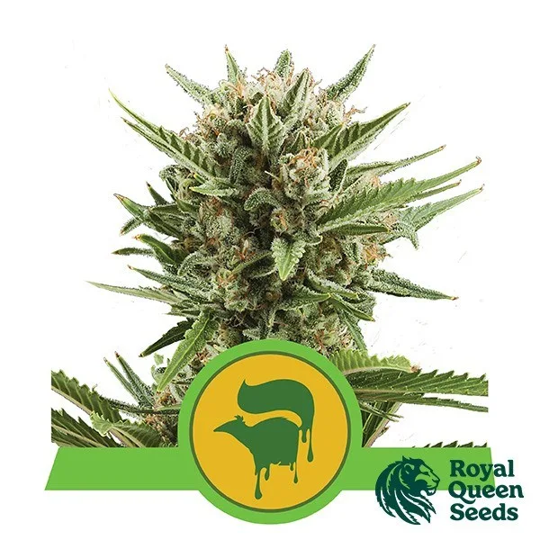 Sweet Skunk Automatic