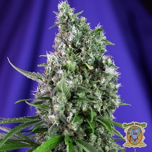Sweet Trainwreck Auto