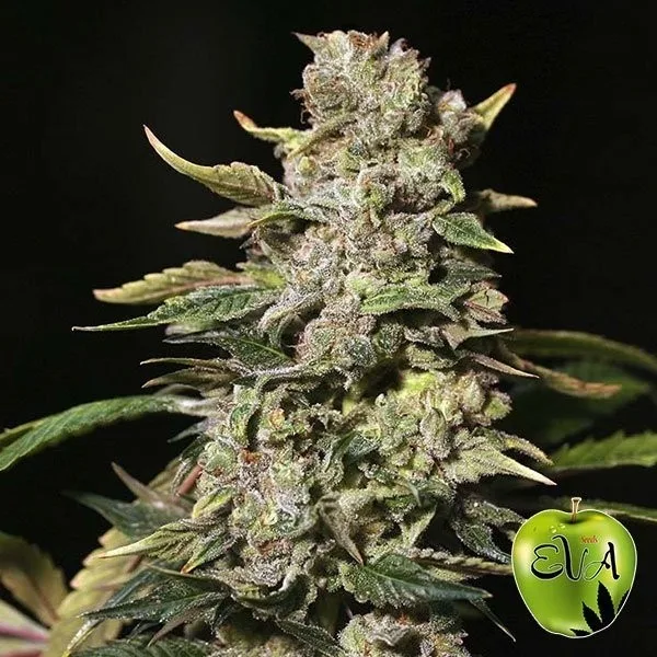 TNT Kush
