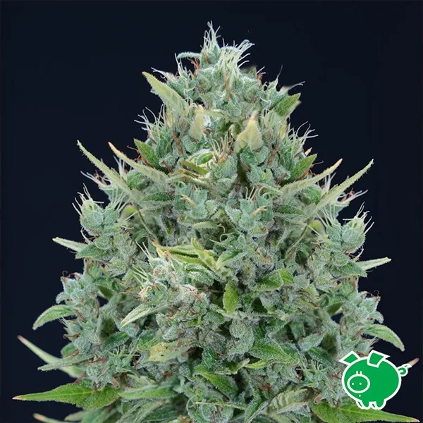 Txomango Auto