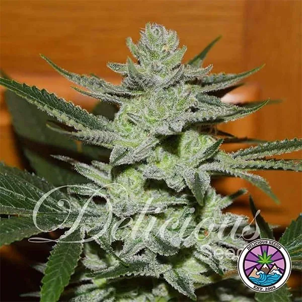 Unknown Kush