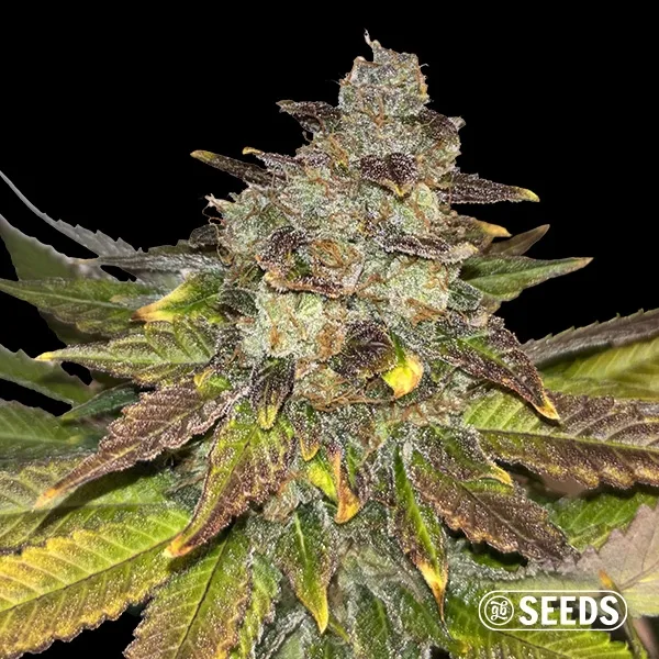 Wedding Cake Regular