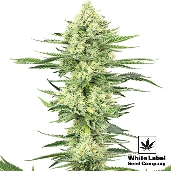 White Gorilla Haze