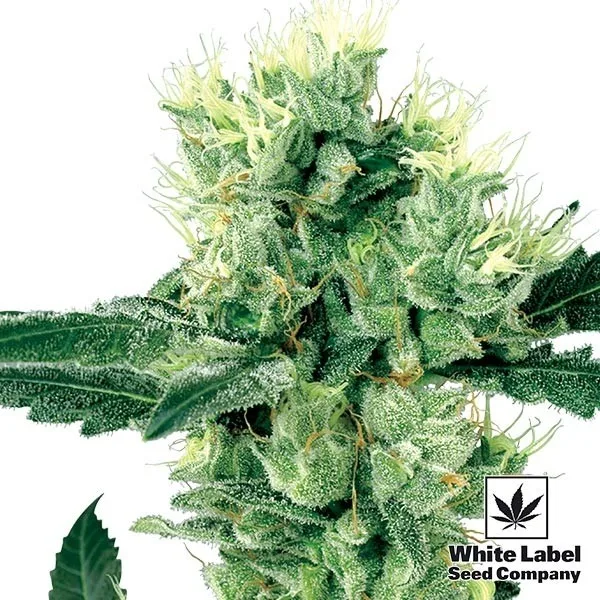 White Haze regular