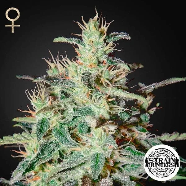White Lemon