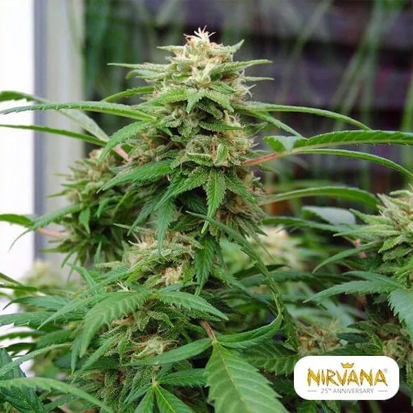 White Rhino Nirvana