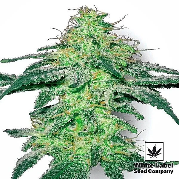 White Skunk